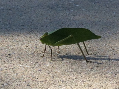 Leaf Bug in my driveway
